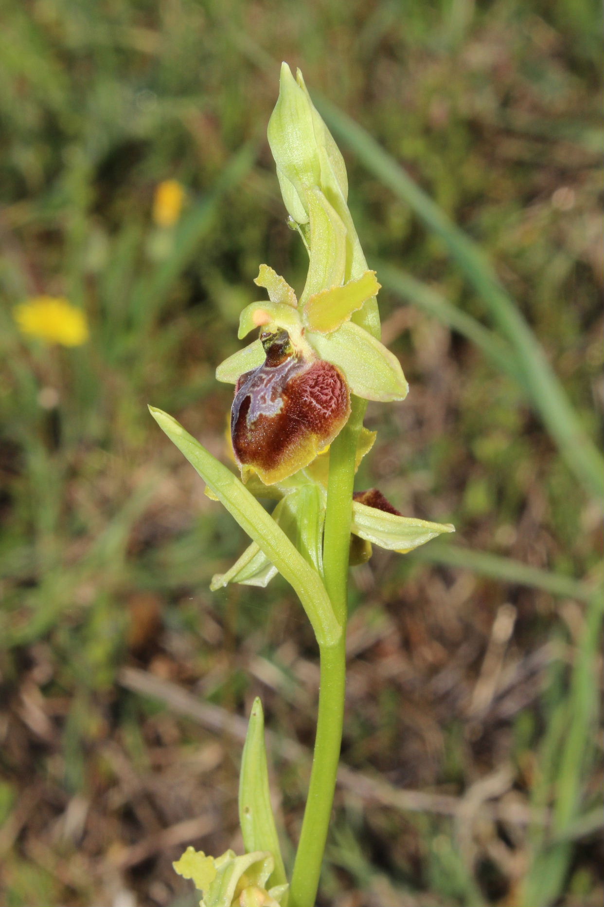 Per Orchidee lungo la piana del fiume Magra (SP)